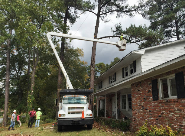 Best Utility Line Clearance  in Helemano, HI