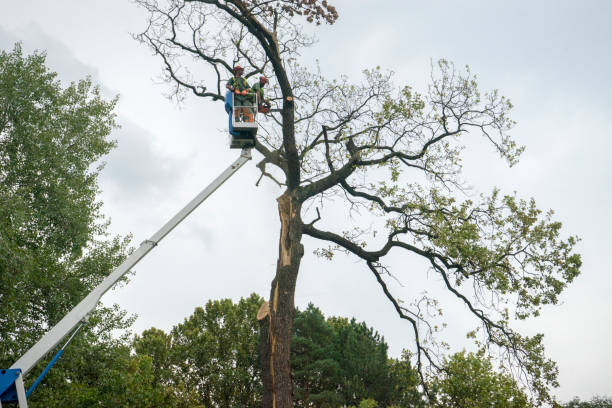 How Our Tree Care Process Works  in  Helemano, HI